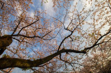 Pembe sakura çiçeği. Gün batımı. Açık hava parkı.