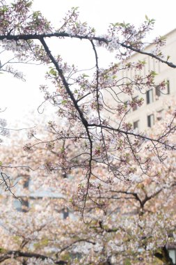 Pembe sakura çiçeği. Gün batımı. Açık hava parkı.