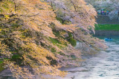 Pembe sakura çiçeği. Gün batımı. Açık hava parkı.