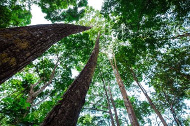 Tropik yeşil ağaç ormanı büyük ağaç yaprağı taze ozon doğa manzarası arka planı