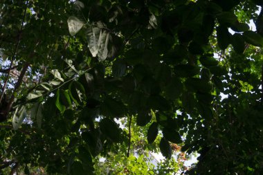 Mevsimlik bokeh yaz yeşil yaprak arka plan, doğa kavramı