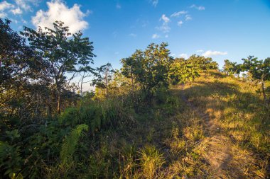 Çimenli dağ zirvesi çam ormanı günbatımı gökyüzü doğa manzarasını bulutlandırır