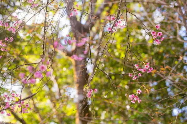 Flor Cereja Rosa Florescendo Galho Árvore Thailnd — Fotografia de Stock