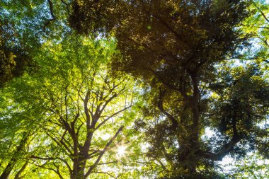 Yeşil Ağaç Ormanı Sabah Gündoğumu Ueno Parkı 'ndaki doğa bahçesinde Sonbahar sezonu, Tokyo Japonya