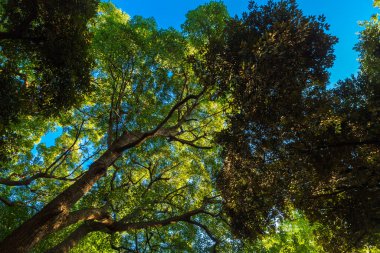 Yeşil Ağaç Ormanı Sabah Gündoğumu Ueno Parkı 'ndaki doğa bahçesinde Sonbahar sezonu, Tokyo Japonya