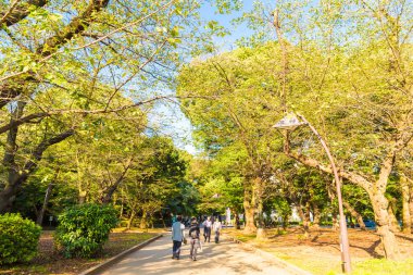 Yeşil Ağaç Ormanı Sabah Gündoğumu Ueno Parkı 'ndaki doğa bahçesinde Sonbahar sezonu, Tokyo Japonya