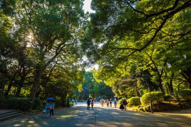 Yeşil Ağaç Ormanı Sabah Gündoğumu Ueno Parkı 'ndaki doğa bahçesinde Sonbahar sezonu, Tokyo Japonya