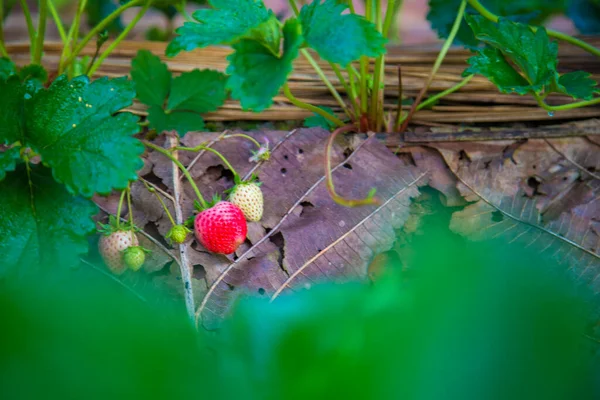 Bio Erdbeerplantage Auf Berghügel Reif Für Die Ernte — Stockfoto