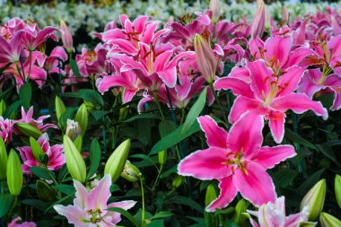 Botanik bahçesinde yeşil yapraklı güzel pembe zambak çiçeği