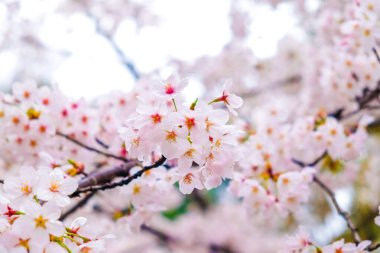 Bahar sakura çiçeği pembe Japon işareti.