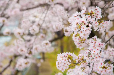 Japonya 'da pembe sakura kiraz çiçeği