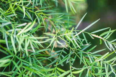 Taze yeşil yapraklar arka planda seçici odaklı sabah ışığı