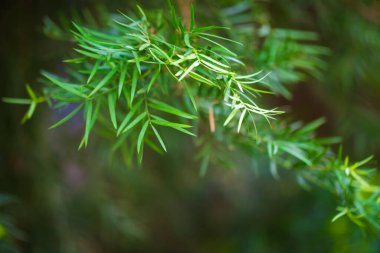 Taze yeşil yapraklar arka planda seçici odaklı sabah ışığı