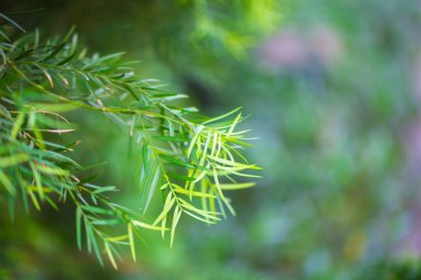 Taze yeşil yapraklar arka planda seçici odaklı sabah ışığı