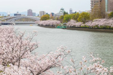 Sakura parkı, Tokyo, Japonya 'da nehir ve inşaat ile çiçekleniyor.