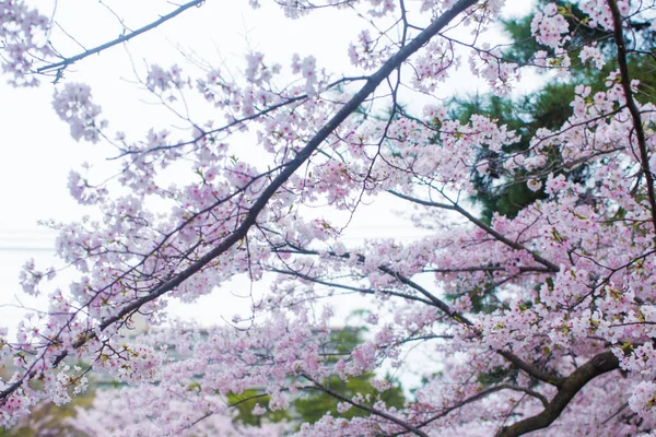 Розовый Цветок Сакуры Японии — стоковое фото