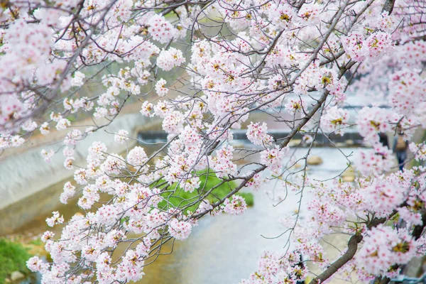 Japonya 'da pembe sakura kiraz çiçeği