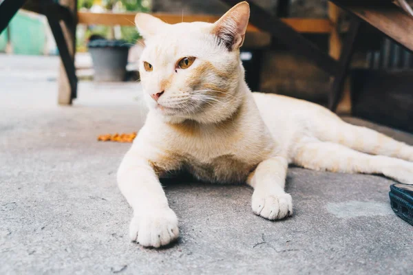 Kitty Cat Ležící Silnici Venku Tradiční Thajská Kočka — Stock fotografie
