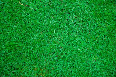 Yeşil doğa çimen dokusu doğa arka planı