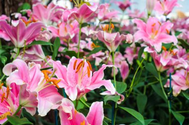 Güzel pembe zambak çiçeği yeşil yaprak botanik bahçesinde