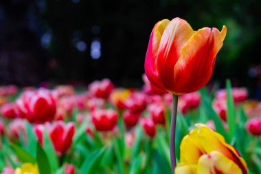 Bahçede çiçek açan lale yeşil yapraklı, doğal çiçek arka planlı.