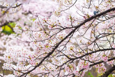 Sakura çiçekleri Japonya 'da pembe park beyaz gökyüzü Nisan' da