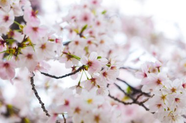 Pembe kiraz çiçeği sakura çiçeği bahar Japon çiçeğindeki yumuşak odak noktası