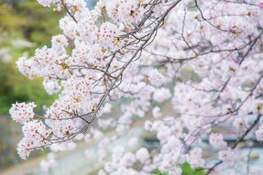 Pembe kiraz çiçeği sakura çiçeği bahar Japon çiçeğindeki yumuşak odak noktası