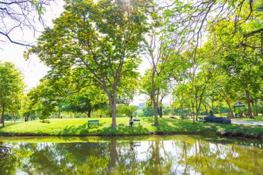 Ağaçlı ve çayırlı yeşil park güneşli gün