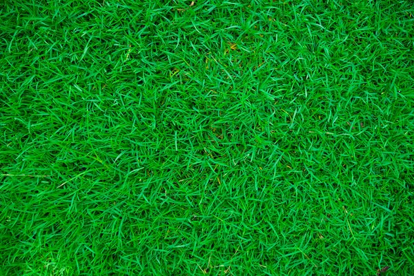 Πράσινο Γρασίδι Υφή Φύση Φόντο — Φωτογραφία Αρχείου
