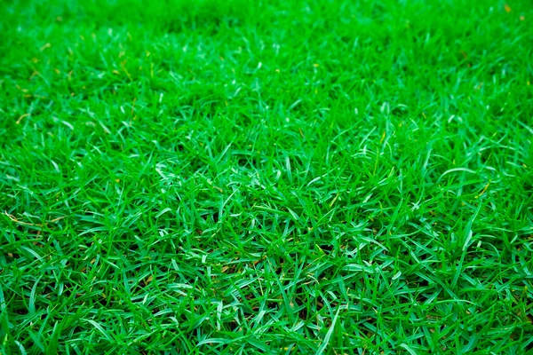 Botanik Grün Natur Gras Hintergrund Garten Feld — Stockfoto