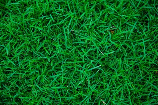 植物学绿色自然草背景庭院领域 — 图库照片