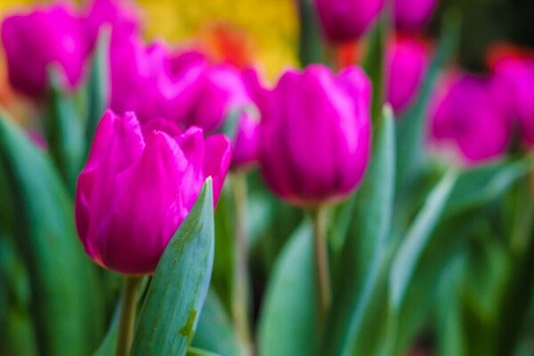 Purple tulip bouquet in spring garden, Beautiful winter flower field