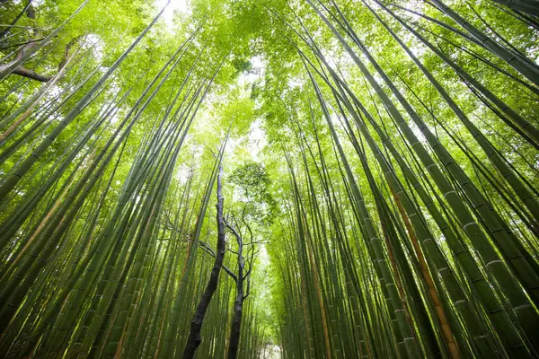 Бамбуковый Зеленый Лес Утренним Светом Арашияме Япония — стоковое фото