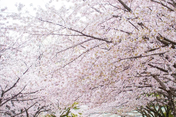 Flor Cereja Rosa Sakura Flor Foco Suave Primavera Flor Japonesa — Fotografia de Stock