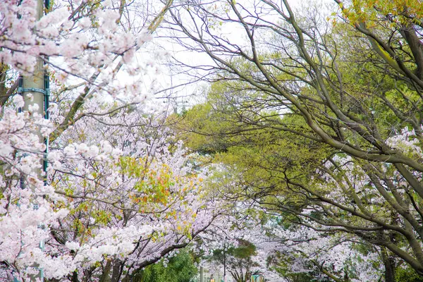 Sakura Arbre Fleurs Rose Parc Ciel Blanc Avril Japon — Photo