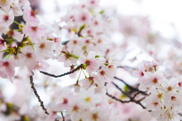 Pembe Kiraz Çiçeği Sakura Çiçeği Bahar Japon Çiçeğindeki Yumuşak Odak - Stok İmaj