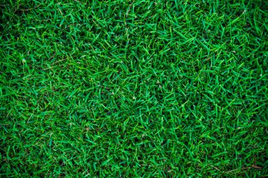 Soyut yeşil çimen Botsnical arka plan Üst görünüm yeşil çimen tazelik arka plan