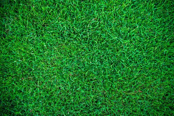 Abstract Green Grass Botsnical Background Top View Green Grass Freshness — Stock Photo, Image