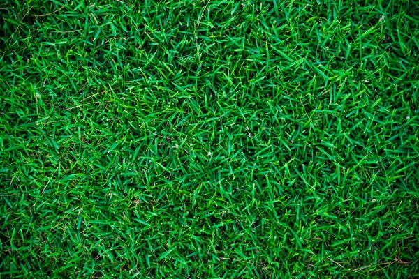 Abstract Green Grass Botsnical Background Top View Green Grass Freshness — Stock Photo, Image