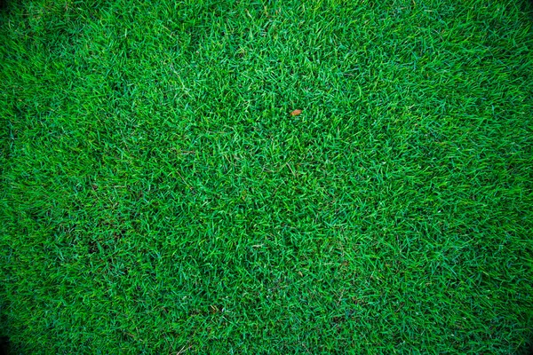 Sammanfattning Grönt Gräs Botsnical Bakgrund Ovanifrån Grön Gräs Friskhet Bakgrund — Stockfoto