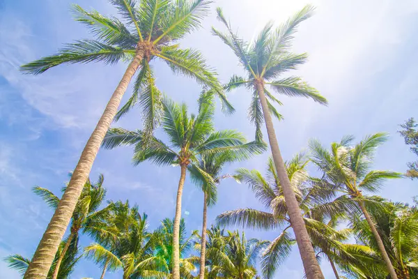 Coconut Palmtree Uprisen View Blue Sky Nature Lanscape Summer Scene — Stock Photo, Image