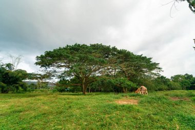 Evcil sığır ineği çiftlik hayvanları endüstrisinde ot yer.