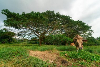Evcil sığır ineği çiftlik hayvanları endüstrisinde ot yer.