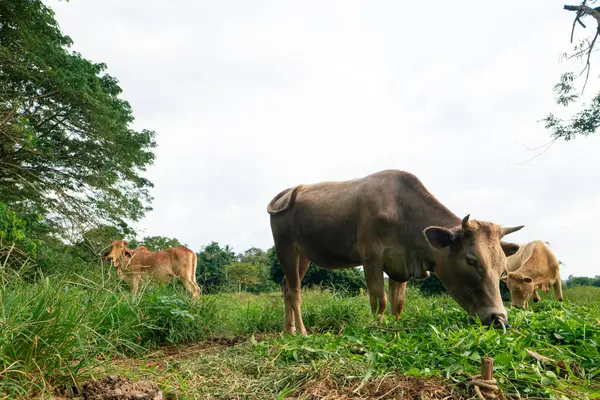 Domestic cattle cow eat grass in outdoor farm forest animal industry