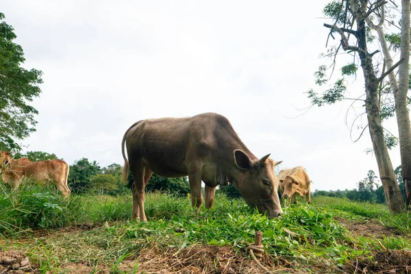 Domestic cattle cow eat grass in outdoor farm forest animal industry