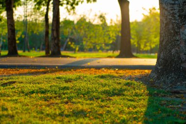 Yeşil şehir parkı, eğlence doğası geçmişi 