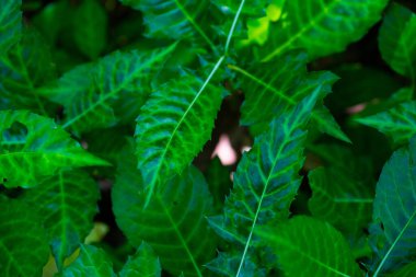 Orman arka planında koyu yeşil tropik ağaç yaprakları