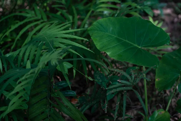 Tmavě Zelené Tropické Stromy Listy Lese Příroda Pozadí — Stock fotografie