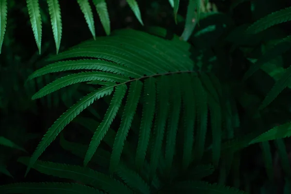 森林自然背景下的深绿色热带树叶 — 图库照片